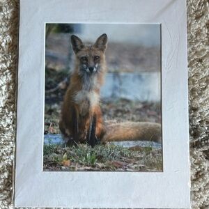 8x10 Original Nature Photograph of Female Red Fox